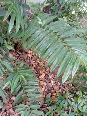 Angiospermae