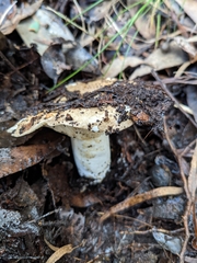Russula adusta