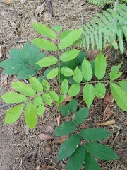 Magnoliopsida