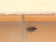 Chalcophora detrita