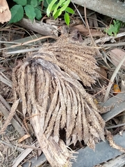 Tracheophyta