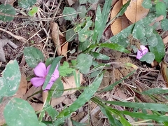 Angiospermae
