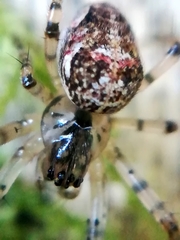 Metellina merianae