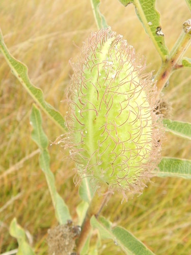 Xysmalobium undulatum var. undulatum image