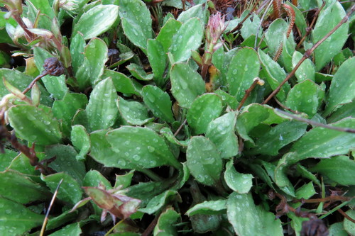 Celmisia glandulosa Hook.fil.