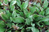 Celmisia glandulosa - Photo (c) John Barkla, algunos derechos reservados (CC BY), subido por John Barkla