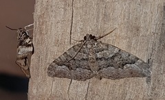 Chrysolarentia gypsomela
