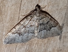 Chrysolarentia gypsomela