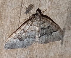 Chrysolarentia gypsomela