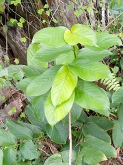 Angiospermae