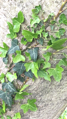 Hedera helix