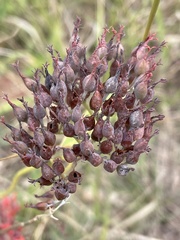 Kalanchoe rotundifolia