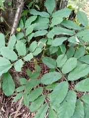 Magnoliopsida