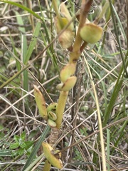 Kalanchoe rotundifolia