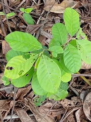 Magnoliopsida