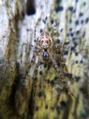 Metellina merianae