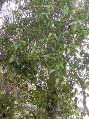 Magnoliopsida