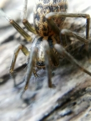 Metellina merianae