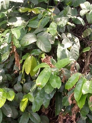 Magnoliopsida