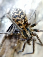 Metellina merianae
