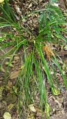 Carex solandri