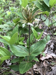 Clematis ochroleuca