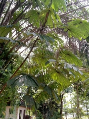 Magnoliopsida