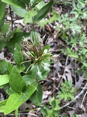Clematis ochroleuca