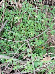 Magnoliopsida