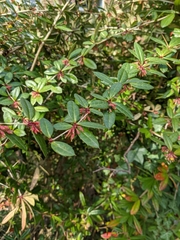 Berberis julianae