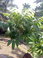Magnoliopsida
