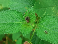 Strigoplus netravati