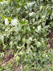 Magnoliopsida
