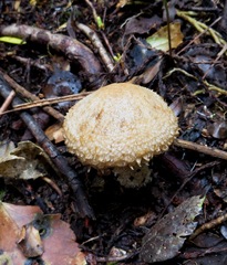 Psathyrella asperospora image