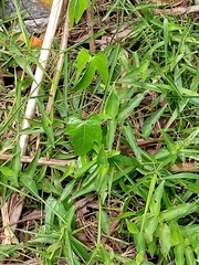 Angiospermae