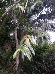 Magnoliopsida