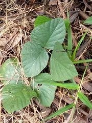 Magnoliopsida