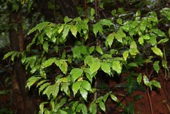 Dichapetalum gelonioides