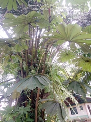 Magnoliopsida