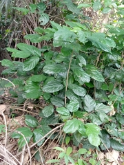 Magnoliopsida
