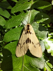 Amsactoides solitaria