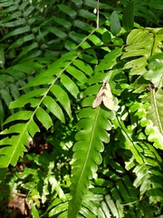 Amsactoides solitaria