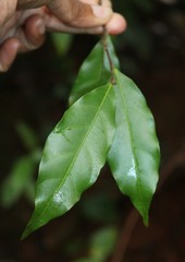 Dichapetalum gelonioides