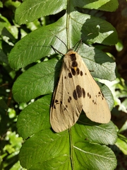 Amsactoides solitaria