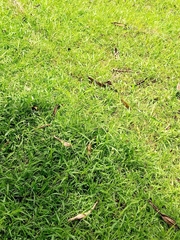 Poaceae