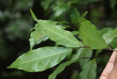 Dichapetalum gelonioides