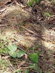 Angiospermae