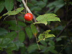 Trichosanthes bracteata