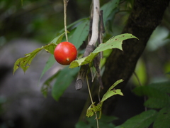 Trichosanthes bracteata