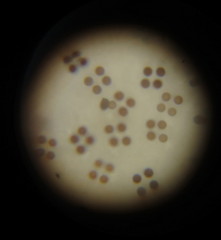 Psathyrella asperospora image